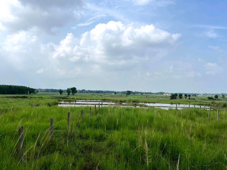 A landscape in the Bolpur–Santiniketan area